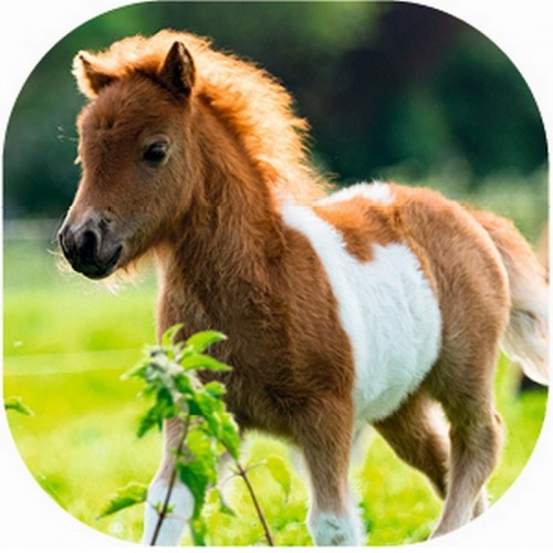 Moses Φακός Προτζέκτορας Άλογα (M38108)