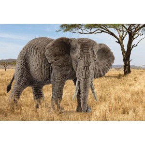 Ελέφαντας Αφρικανικός Θηλυκός (14761)