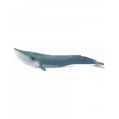 Φάλαινα Μπλε (14806)